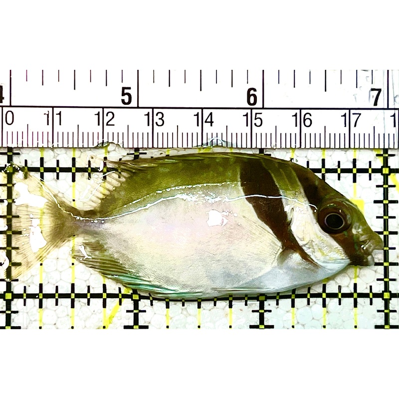 Scribbled Rabbitfish SR021103 WYSIWYG Size: M 3" approx