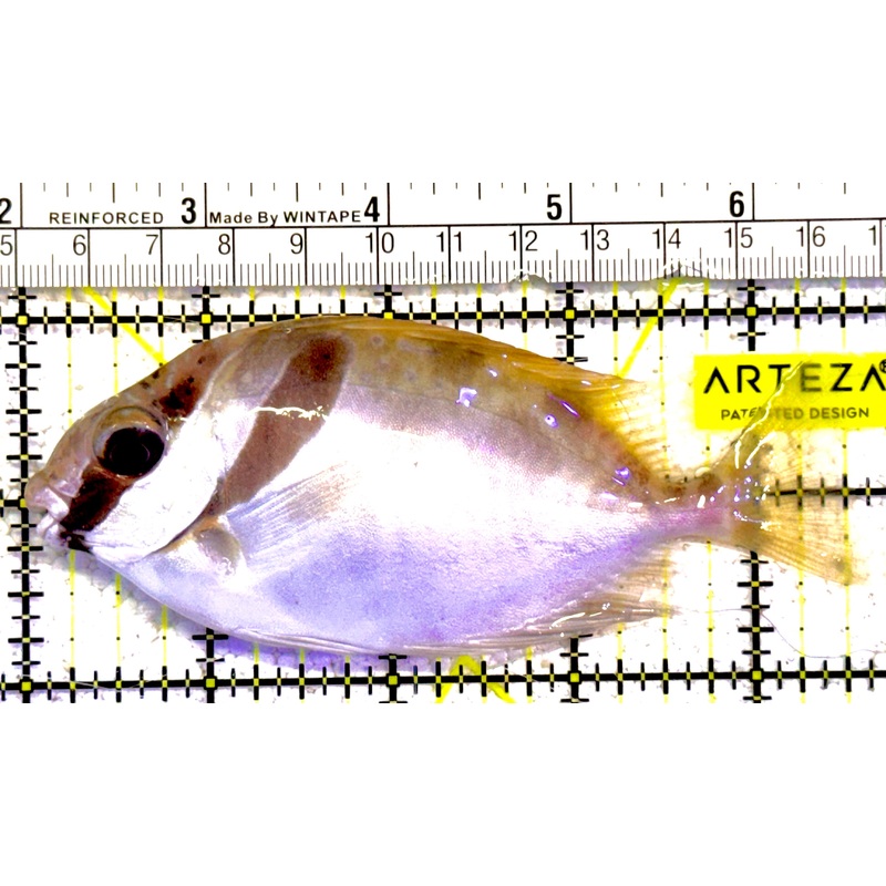 Scribbled Rabbitfish SR022101 WYSIWYG Size: L 4.5" approx