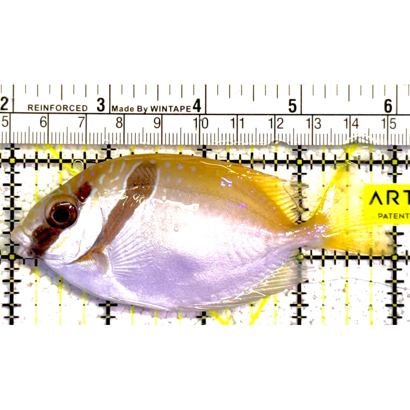 Scribbled Rabbitfish SR022202 WYSIWYG Size: L 4" approx