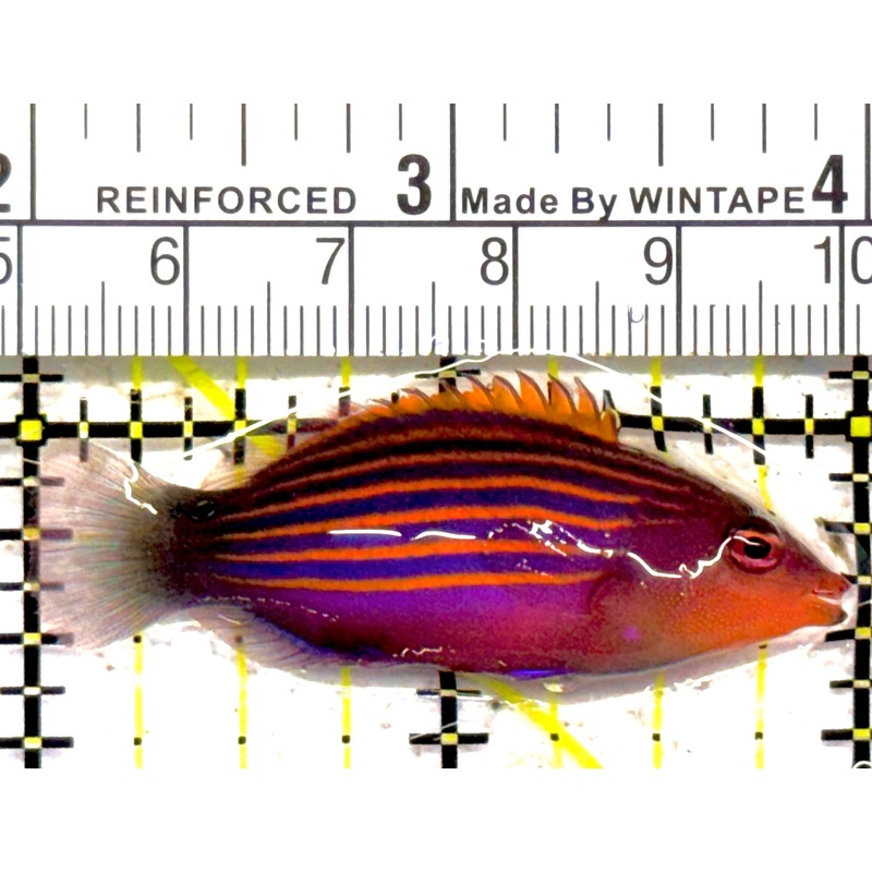 Six Line Wrasse (Indo) SLW030402 WYSIWYG Size: L 2" approx