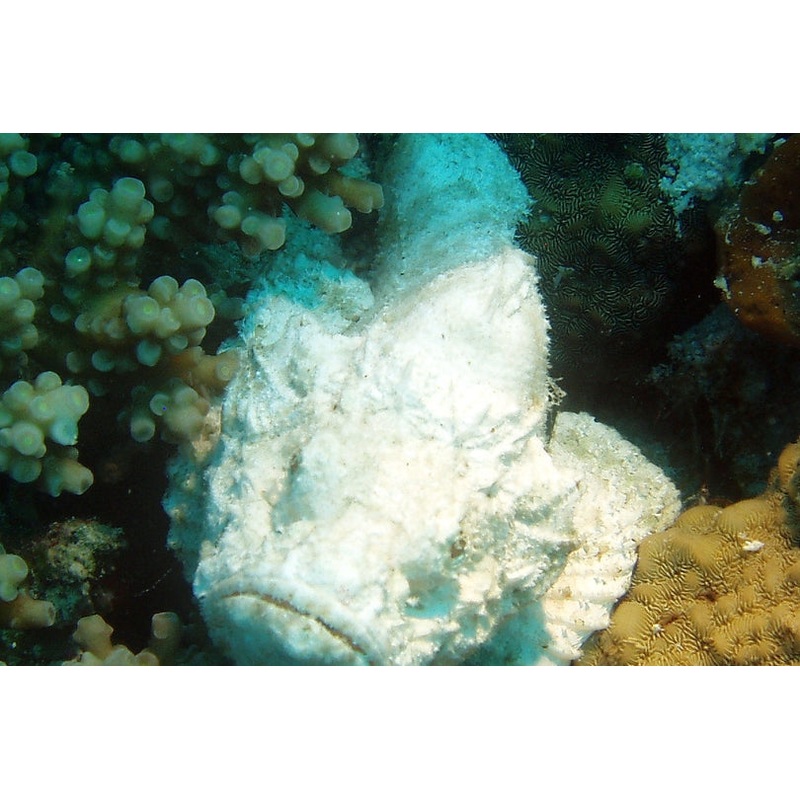 Snow White Stone Fish Size: L 4" to 5"