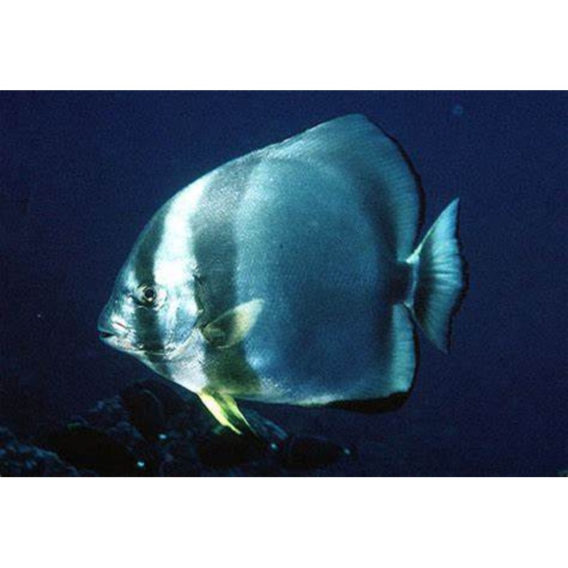 Spade Fish