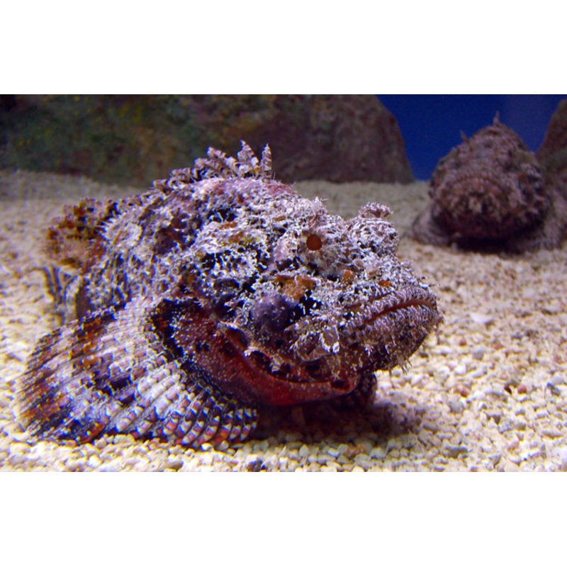 Stone Fish Size: L 4" to 5"