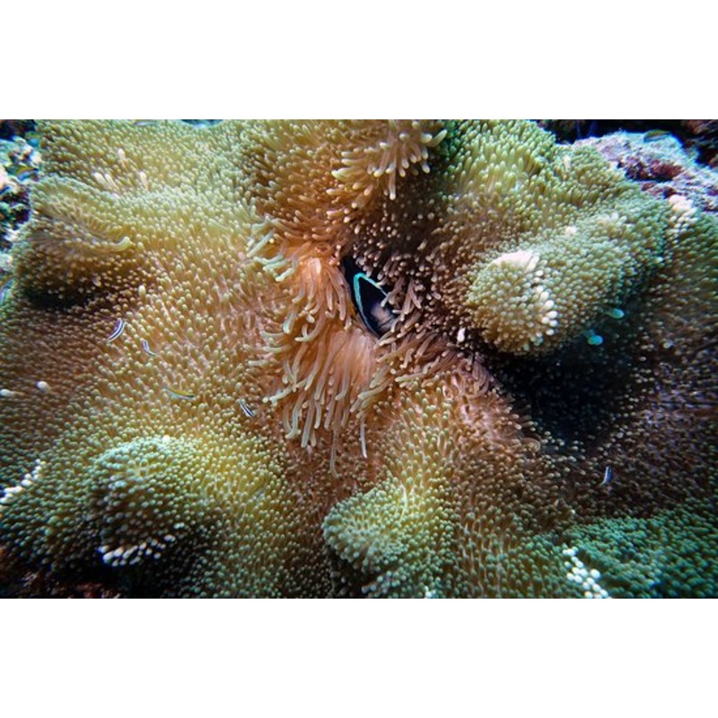 Strawberry Base Mertensii Carpet Anemone Size : M 4" to 6"