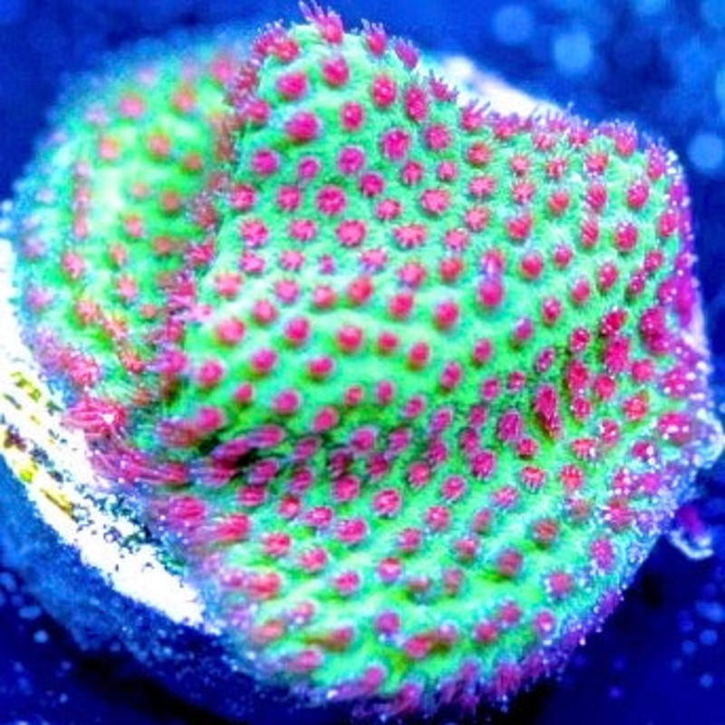 Strawberry Fields Porites