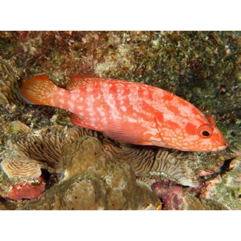 Strawberry Grouper Size: XL 6" to 7"