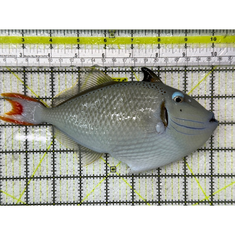 Super Male Kiri Trigger Show Size 8" and Above