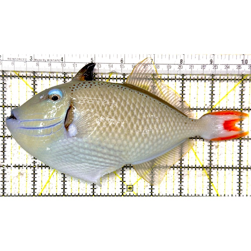Super Male Kiri Trigger SMKT021901 WYSIWYG Show Size 8.25" approx