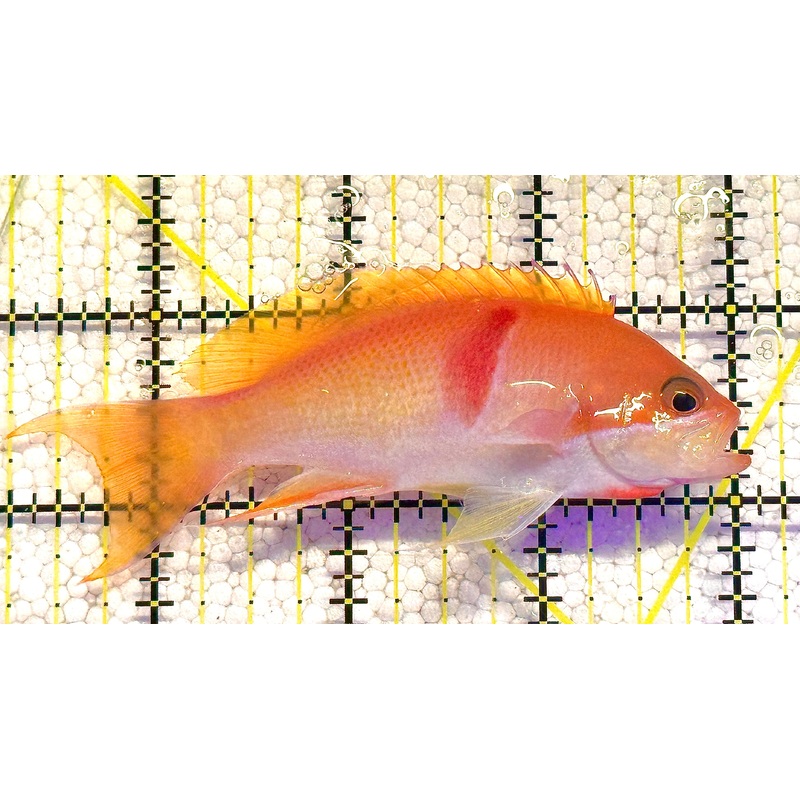 Tricolor Red Belt Anthias Male TRBA020601 WYSIWYG Size: L 4" approx
