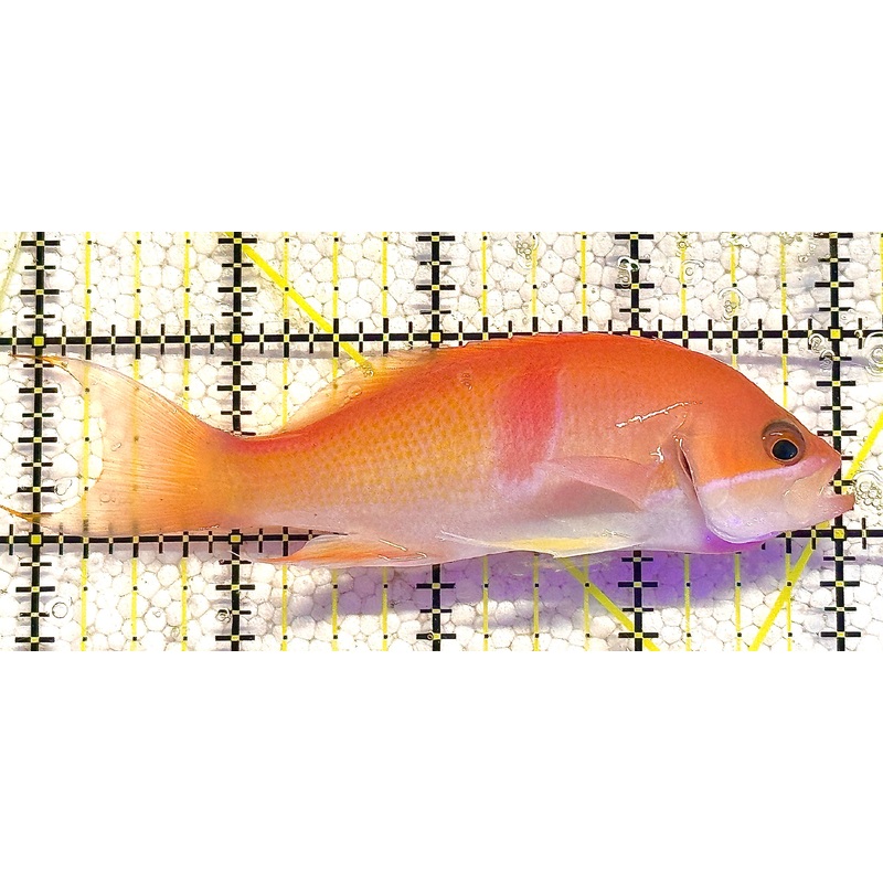 Tricolor Red Belt Anthias Male TRBA020602 WYSIWYG Size: L 4" approx