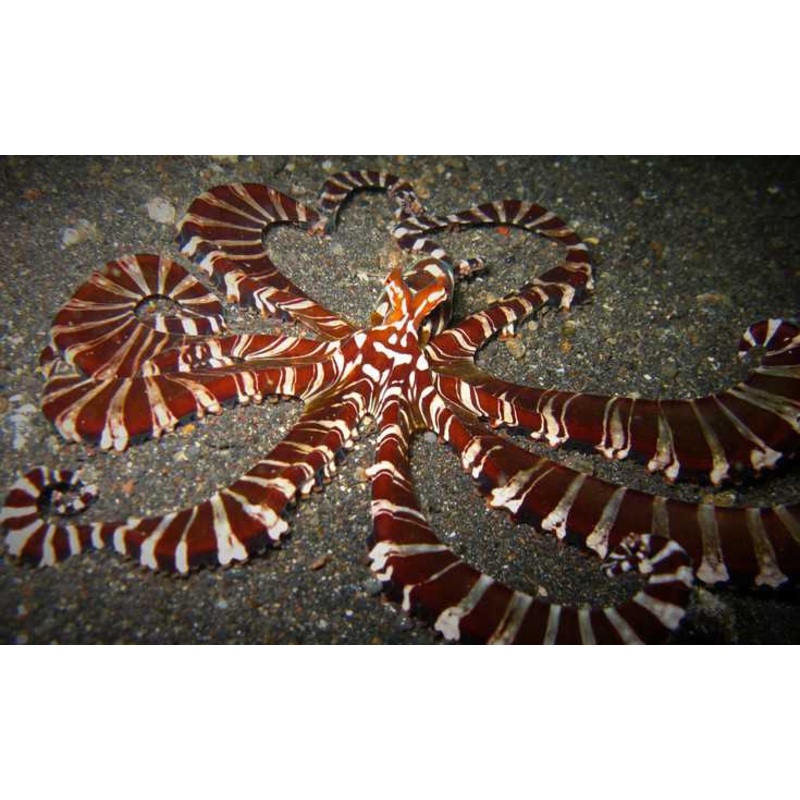True Mimic Octopus (Rare) Size: XL 12" to 14"