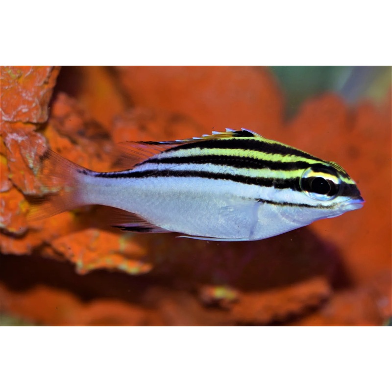 Two Lined Monocle Bream Size : M 2" to 3"