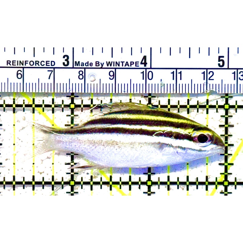 Two Lined Monocle Bream TLMB022101 WYSIWYG  Size : M 2.75" approx
