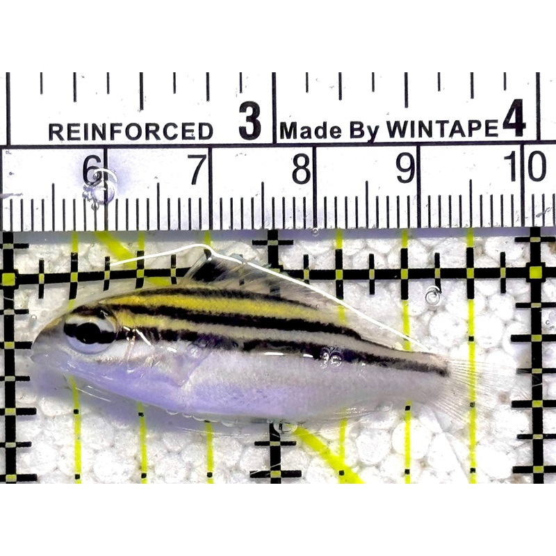 Two Lined Monocle Bream TLMB030102 WYSIWYG Size : M 2.5" approx