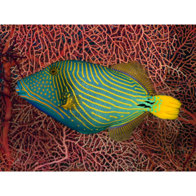 Undulated Triggerfish Size: XXL 6" to 7"