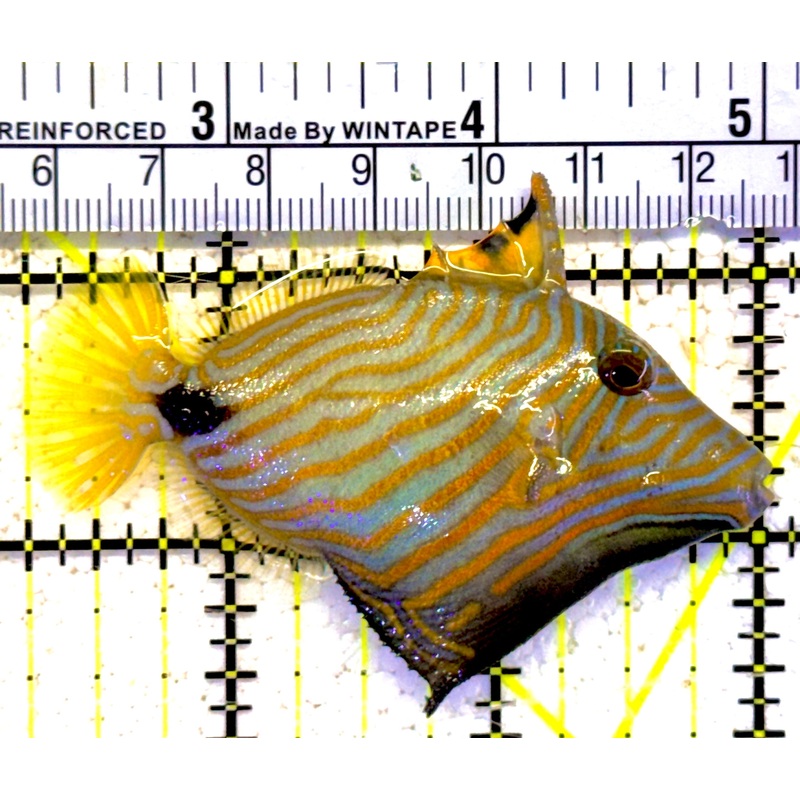 Undulated Triggerfish UT022001 WYSIWYG Size: M 3.75"