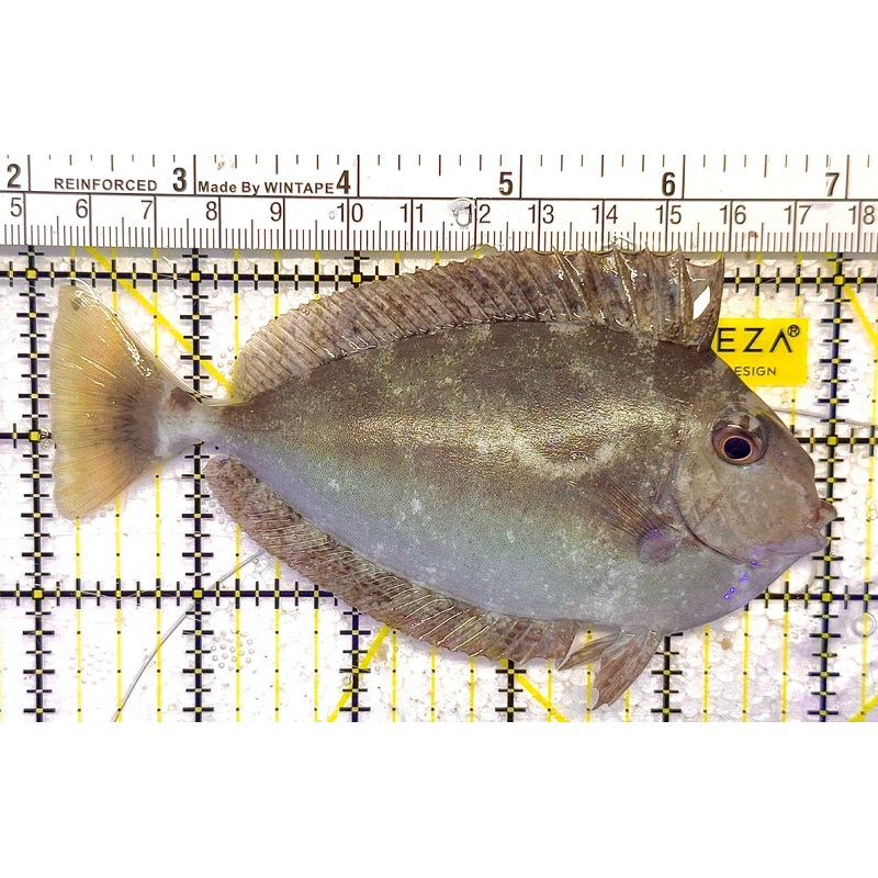 Unicorn Tang UT020501 WYSIWYG Size: L 5" approx