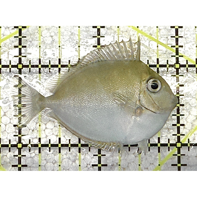 Unicorn Tang UT020503 WYSIWYG Size: S 2" approx