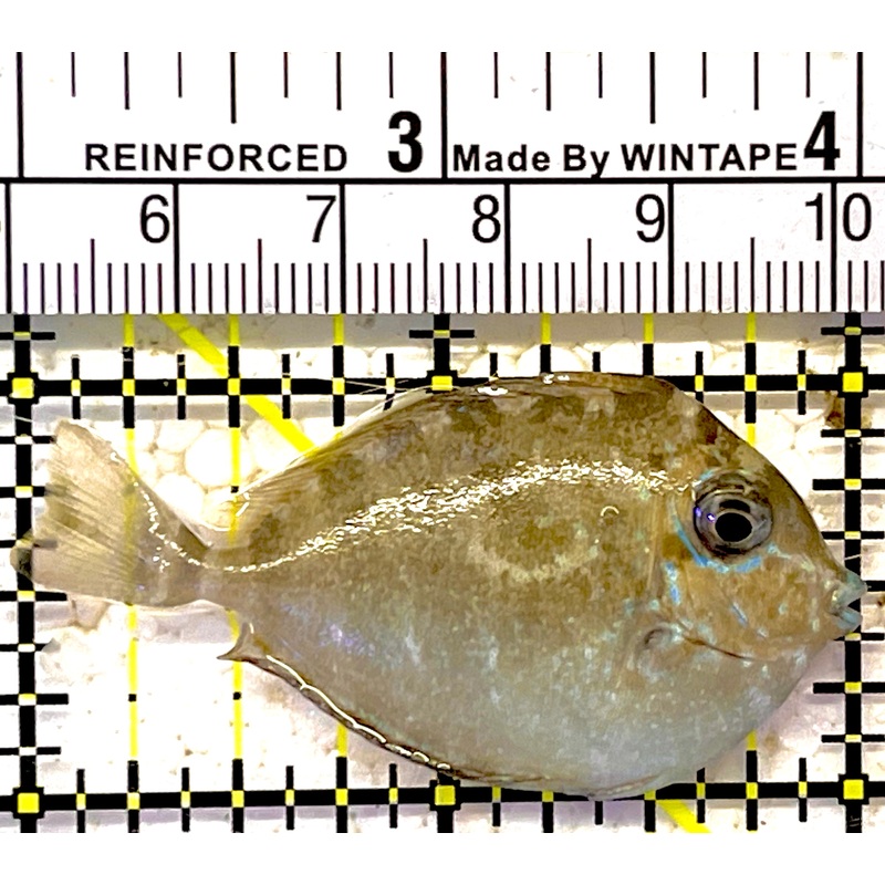 Vlamingi Unicorn Tang VCT030701 WYSIWYG Size: S 2" approx