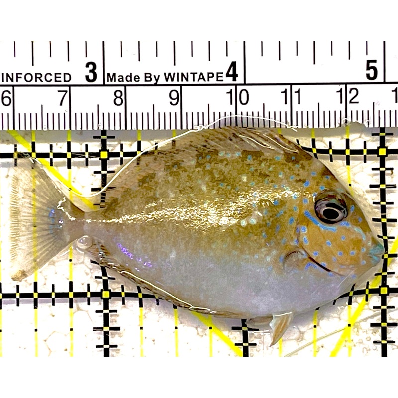 Vlamingi Unicorn Tang VCT030702 WYSIWYG Size: S 2.75" approx