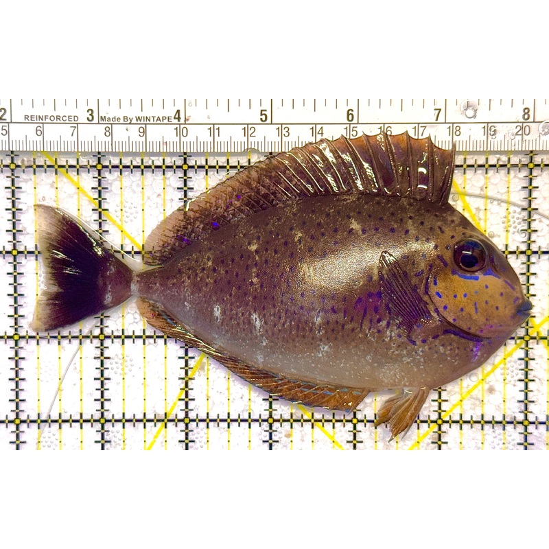 Vlamingi Unicorn Tang VUT020501 WYSIWYG Size: XL 6" approx