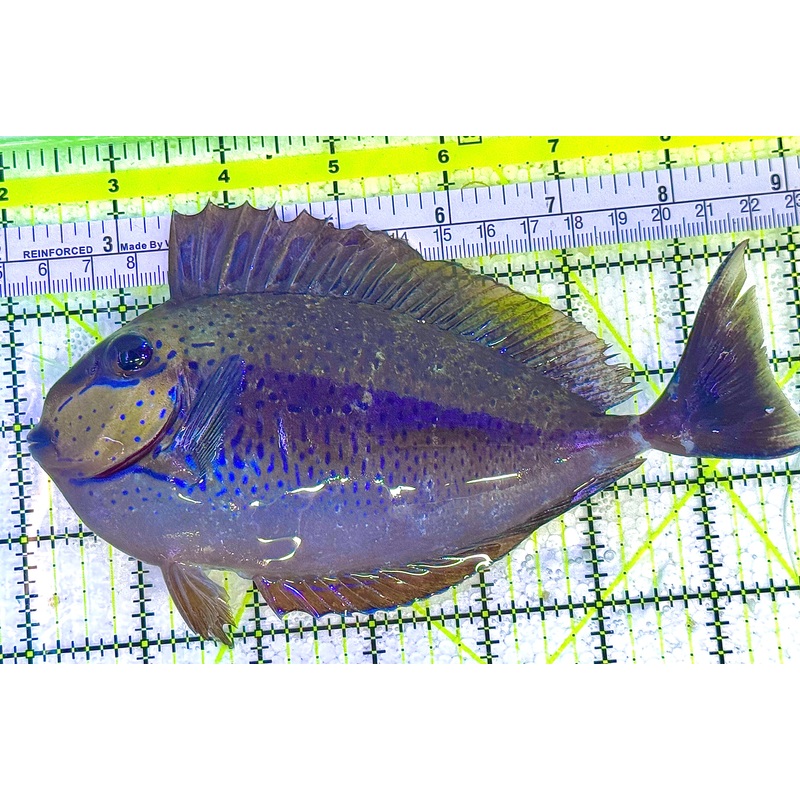 Vlamingi Unicorn Tang VUT020601 WYSIWYG Size: XL 7" approx