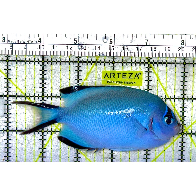 Watanabe Angelfish (Female) Size: XL 4" to 5"