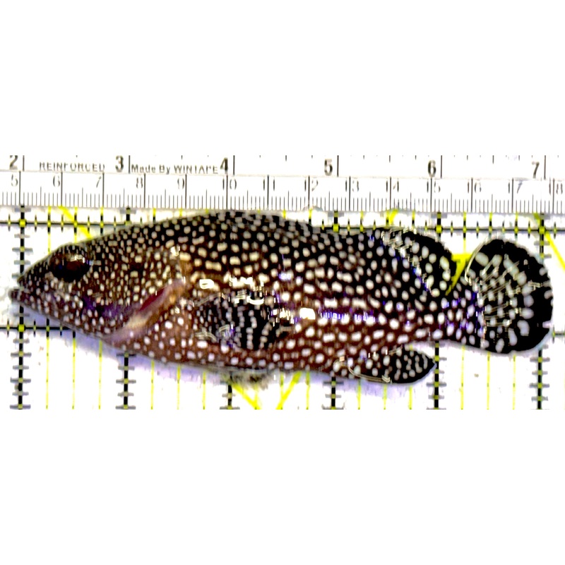 White Spotted Grouper WSG022201 WYSIWYG Size: XL 5.25"approx