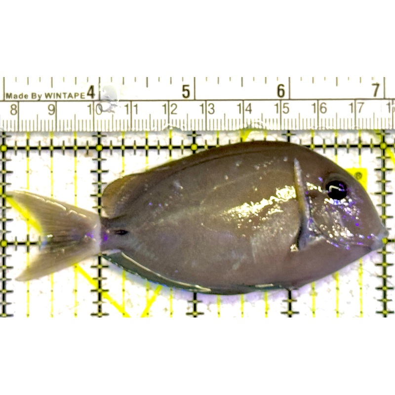 Yellow Fin Tang Fish YFTF022201 WYSIWYG Size: M 4" approx