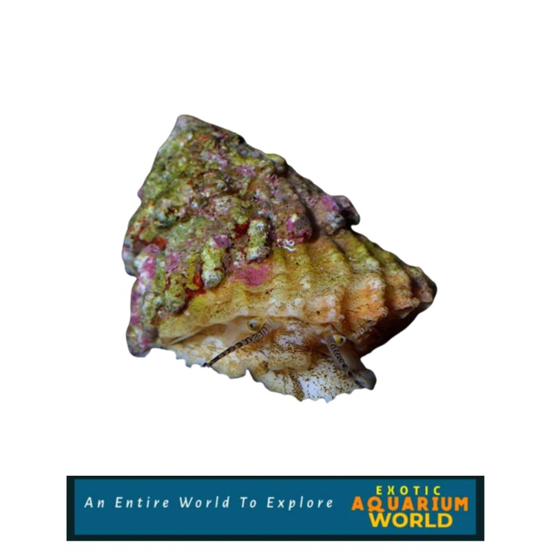 Astraea Turbo Snail (Astraea tecta)