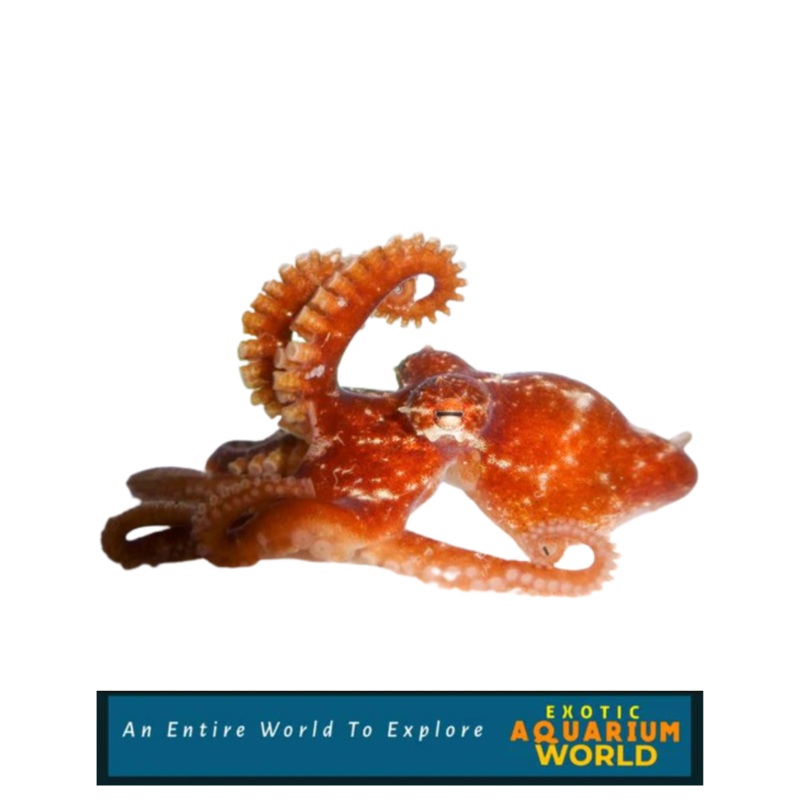 Atlantic Pygmy Octopus EXPERT ONLY