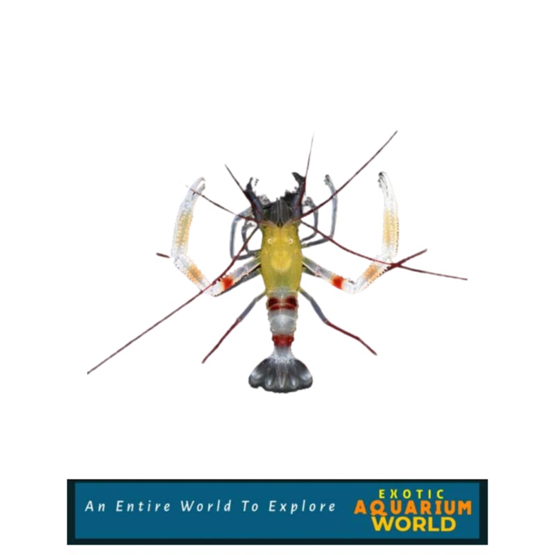 Banded Coral Shrimp, Gold (Stenopus zanzibaricus)