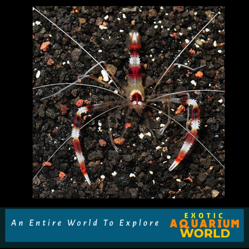 Banded Coral Shrimp (Stenopus hispidus)