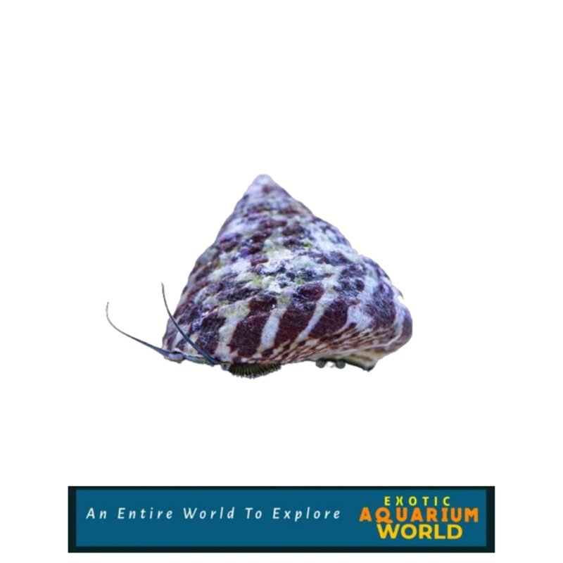 Banded Trochus Snail (Trochus sp.)