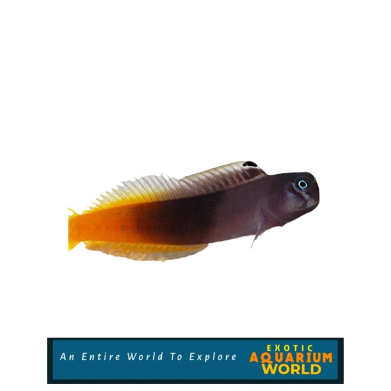 Bicolor Blenny (Ecsenius bicolor)