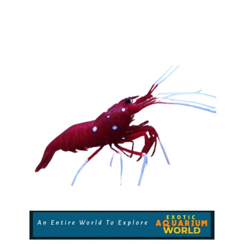 Blood Red Fire Shrimp (Lysmata debelius)