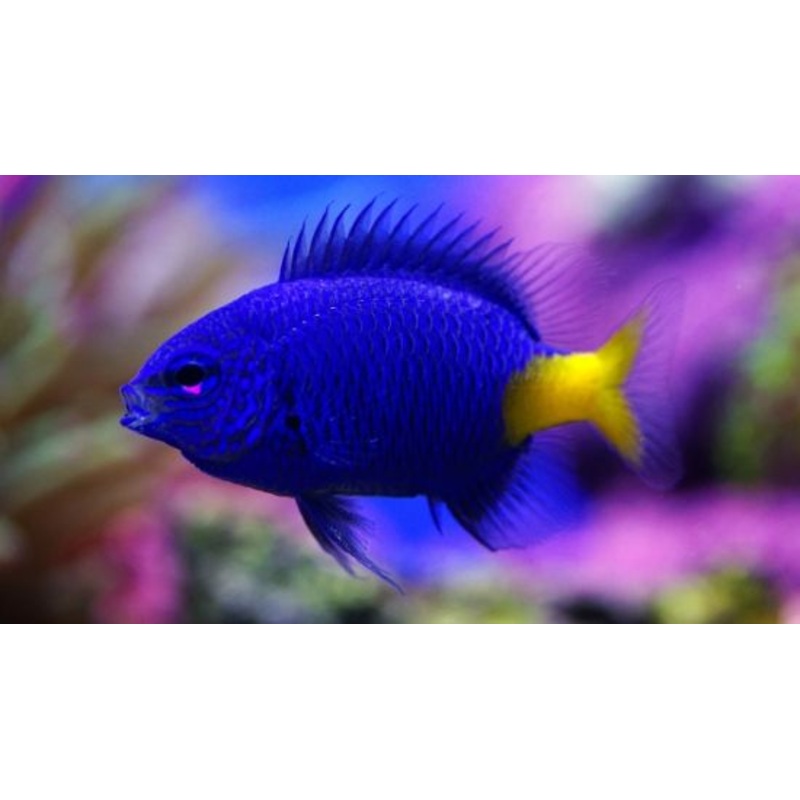 Blue Damselfish (Chrysiptera cyanea)
