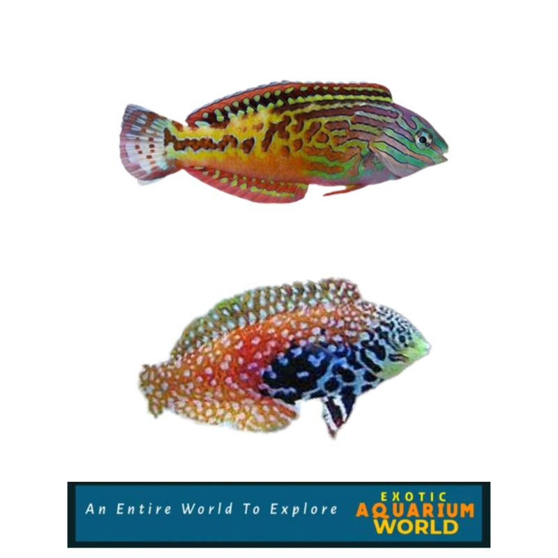 Blue Star Leopard Wrasse EXPERT ONLY (Macropharyngodon bipartitus)