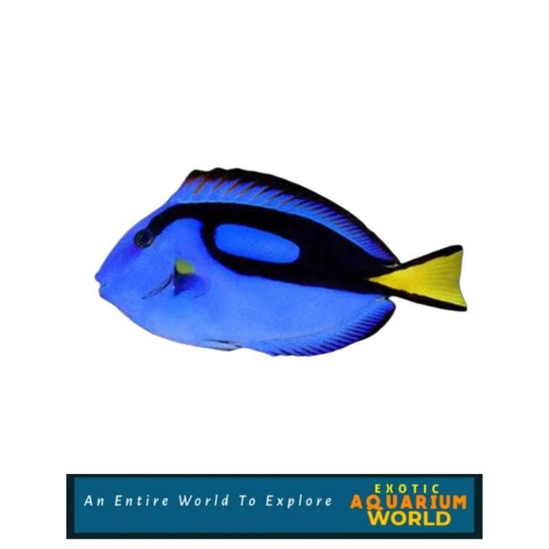 Blue Tang (Paracanthurus hepatus)
