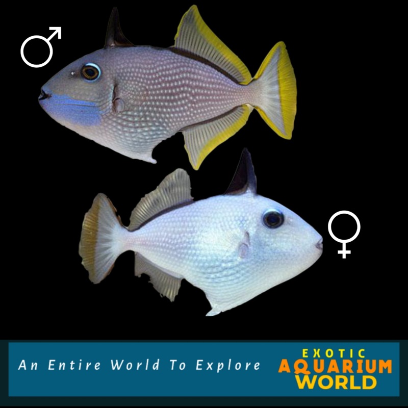 Blue Throat Triggerfish (Xanthichthys auromarginatus)