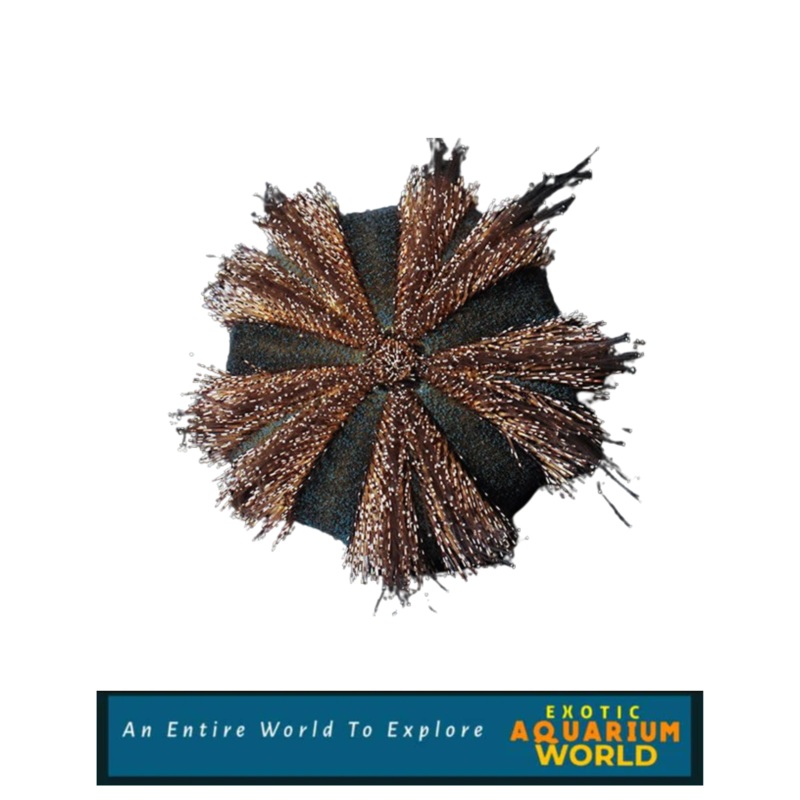 Blue Tuxedo Urchin (Mespilia globulus)