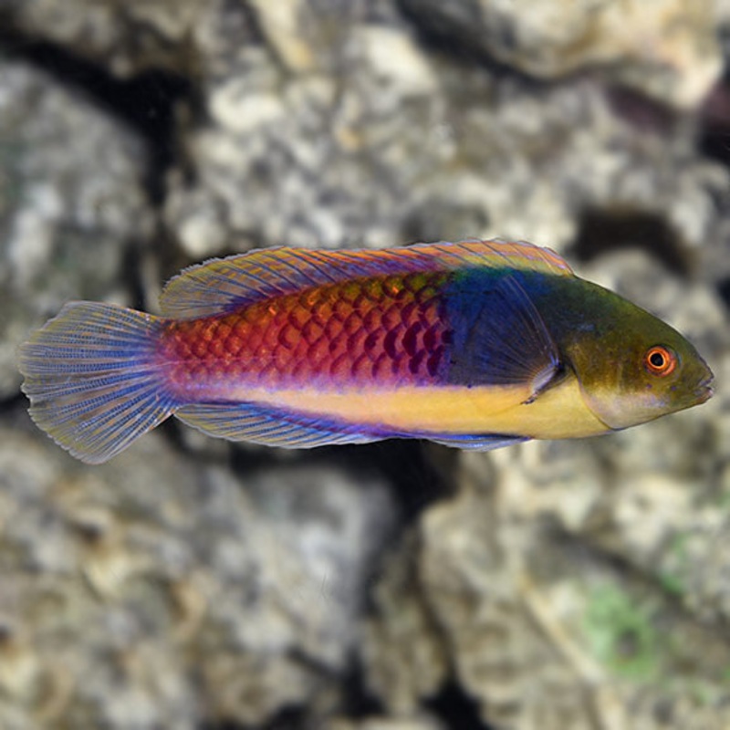Bluehead Fairy Wrasse (Cirrhilabrus cyanopleura)