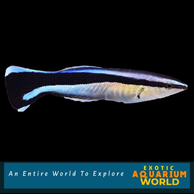 Bluestreak Cleaner Wrasse (Labroides dimidiatus)