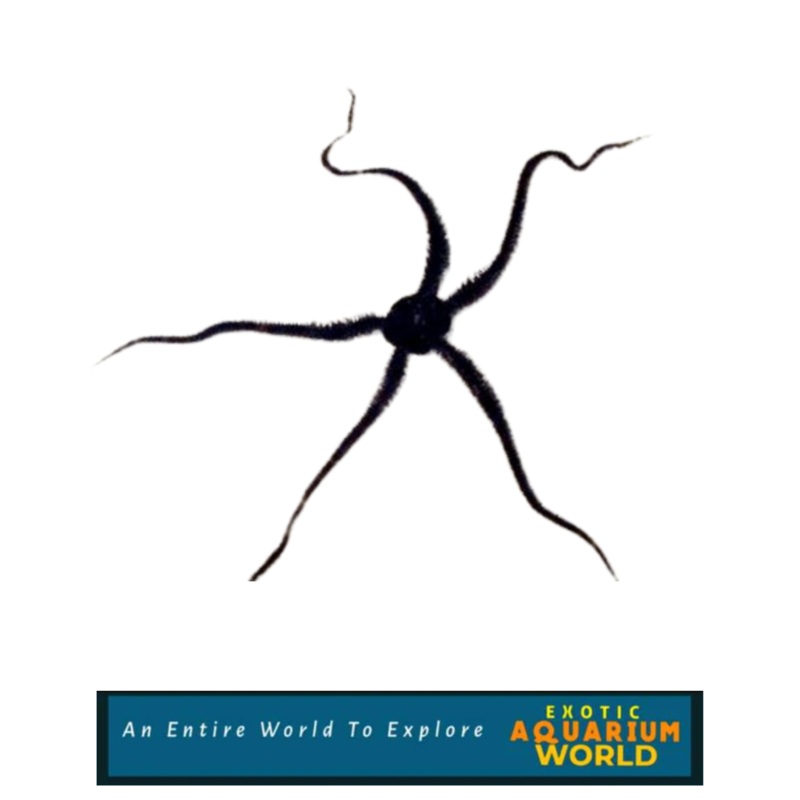 Brittle Sea Star, Fancy (Ophiure protoreaster)
