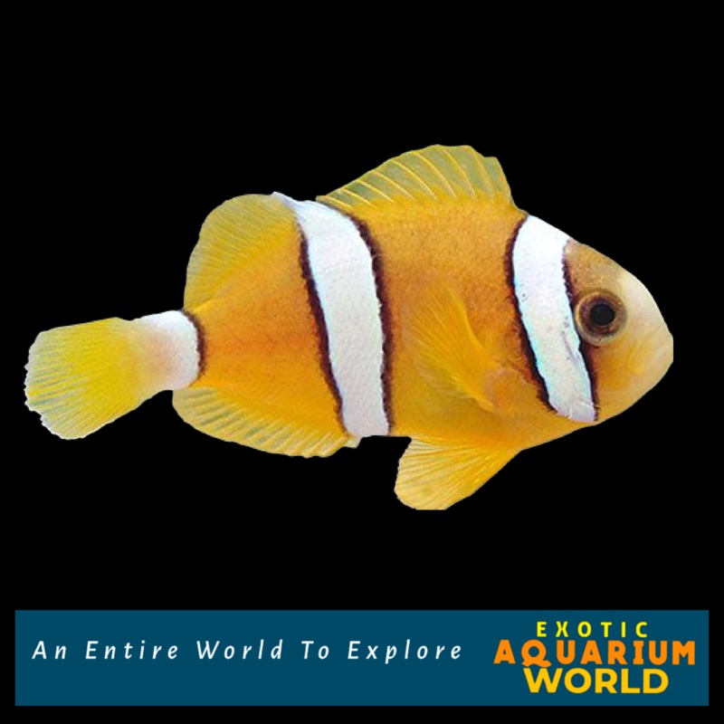 Clarkii Clownfish  (Amphiprion clarkii)