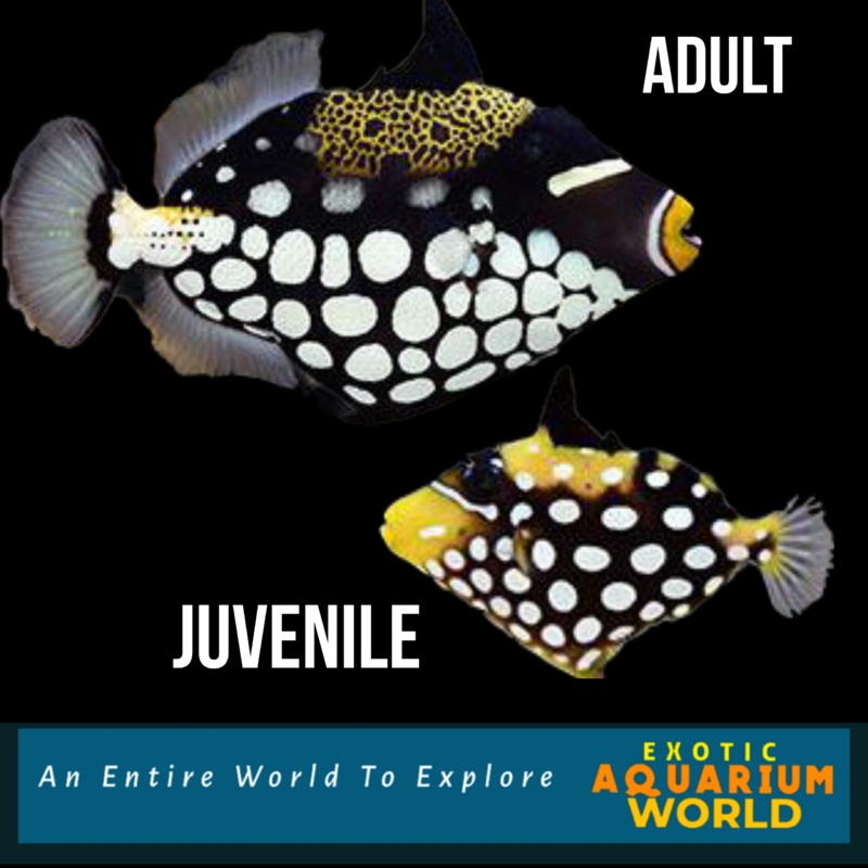 Clown Triggerfish (Balistoides conspicillum)