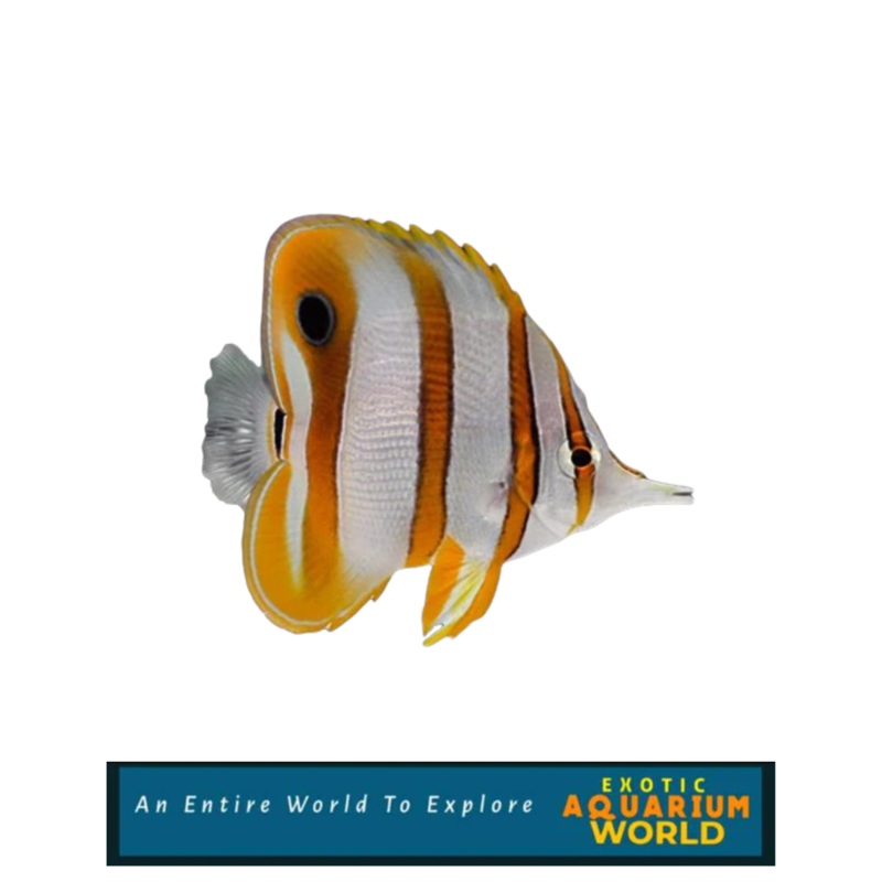 Copperband Butterflyfish (Chelmon rostratus)