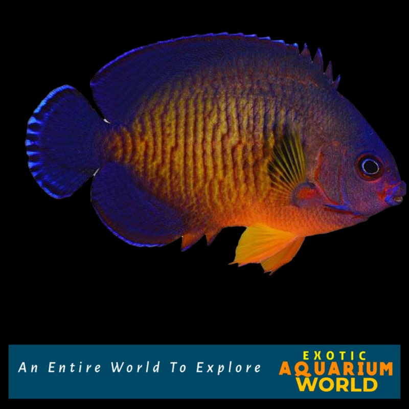 Coral Beauty Angelfish (Centropyge bispinosa)