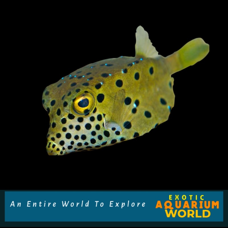 Cubicus Boxfish  (Ostracion cubicus)