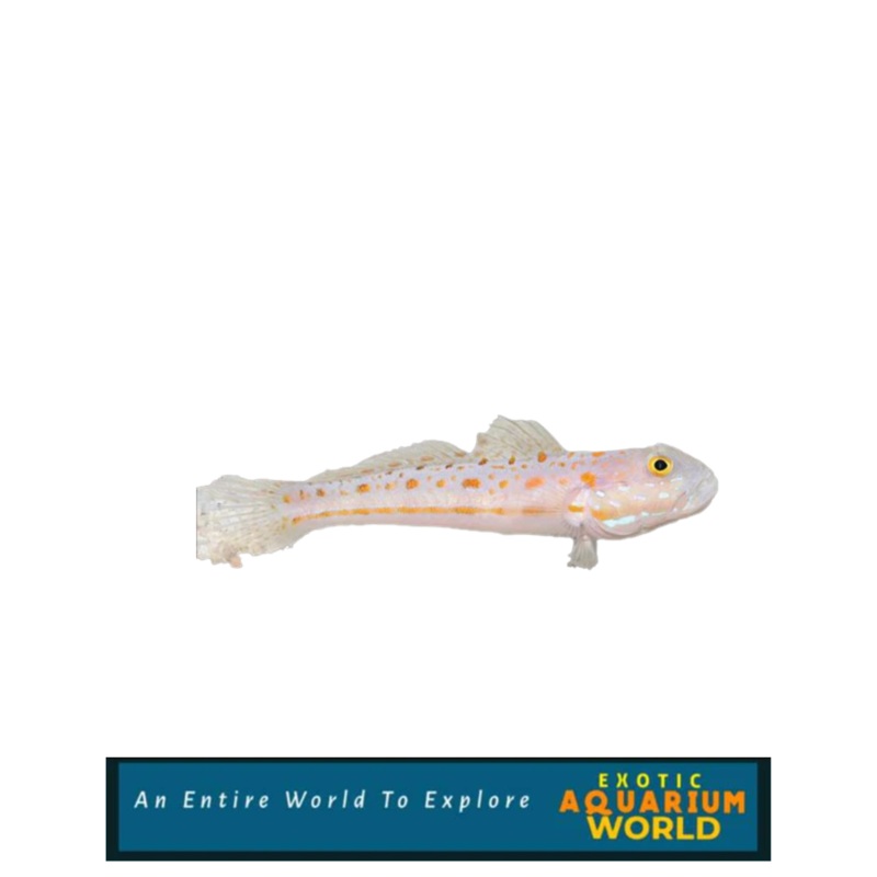 Diamond Watchman Goby (Valenciennea puellaris)